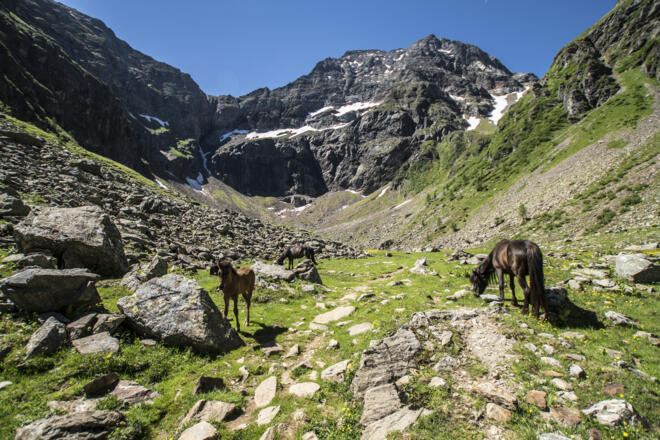 Pferde im Gollingwinkel am Fuße der Nordwand des Hochgolling