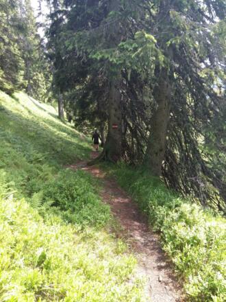 gemütlicher Waldweg in Richtung Hochegg/Gamskögerl