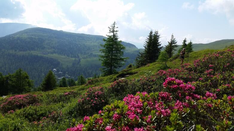 Oberhalb der Baumgrenze