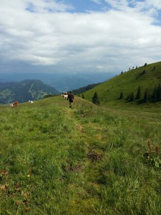 Feldweg in Richtung Hochegg/Gamskögerl