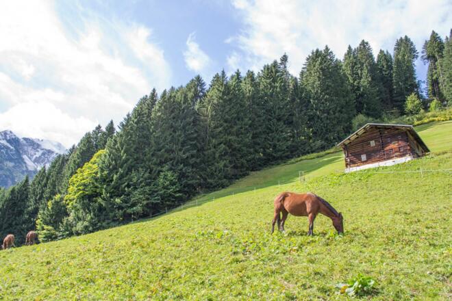 Haspelwald oberhalb von Mittelberg