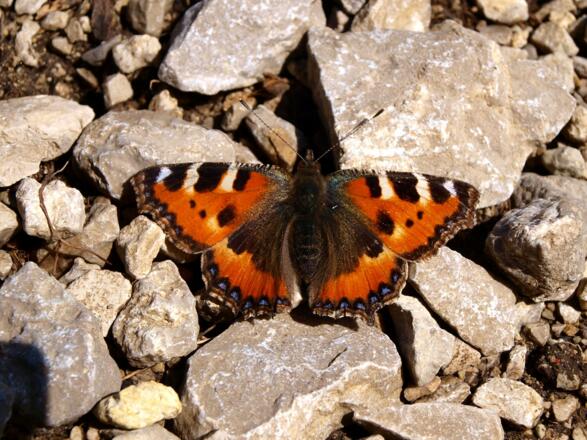 Kleiner Fuchs um 1900m