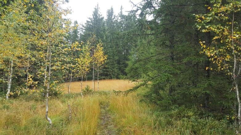 Weg durchs Fohramoos