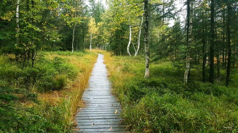 Bretterweg durchs Naturschutzgebiet Fohramoos