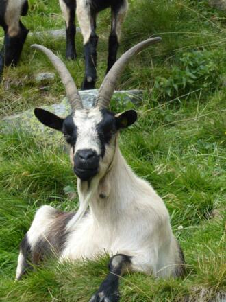 &quot;Ich bin die Schönste&quot; - &quot;Sono la più bella&quot;