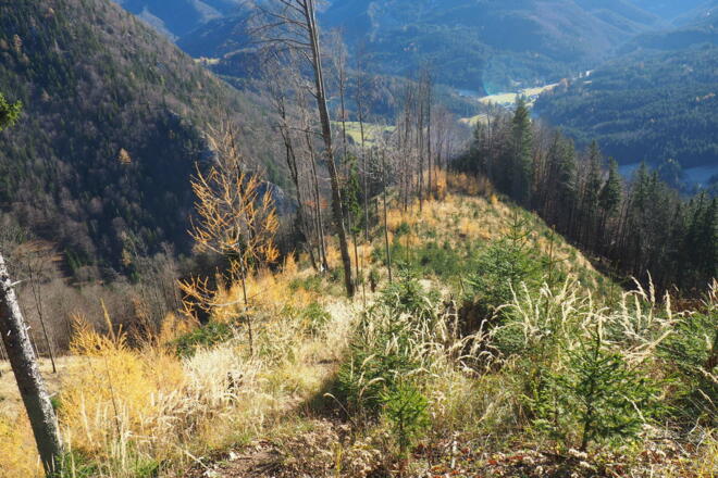 Rückblick von Forststraße 875m zum Lärchenjungwald