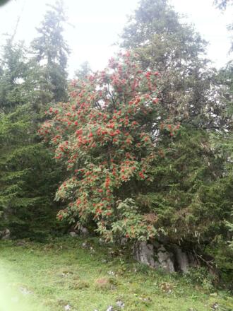 die Vogelbeeren sind reif