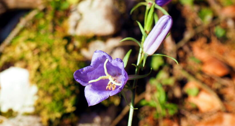 Glockenblume Ende November ~650m