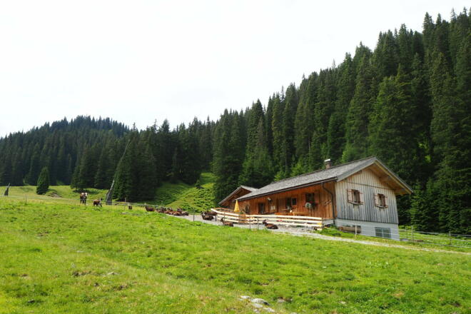 Rinderalp im Novatal