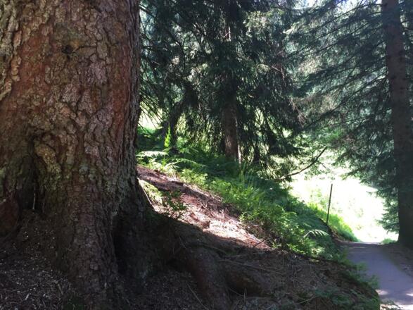 Durch den Fichten- und Farnwald hinab nach Mittelberg