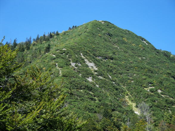 Am Gratrücken geht es durch die Latschen vom Gartenzinken auf den Walkerskogel hinunter.