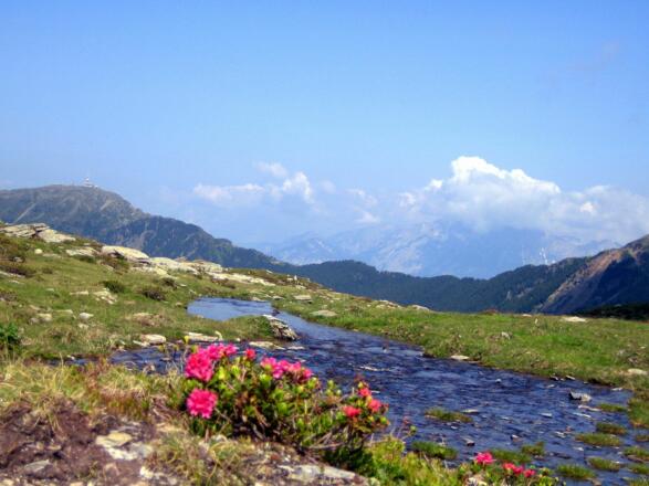 Blick Richtung Patscherkofel mit Almrosen