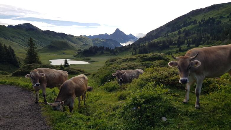 Blick auf den Kalbelesee (c) Lech Zürs Tourismus GmbH