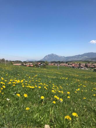 Im Frühjahr erwarten Sie herrliche Löwenzahnfelder wie hier mit Blick auf Bolsterlang