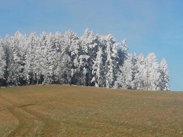 Reif am Nordwaldkammweg bei Waldburg