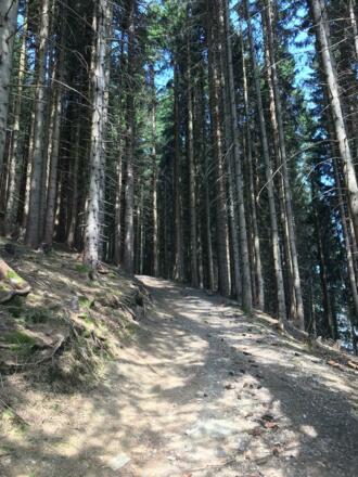Ein kurzes Waldstück mit gut präpariertem Weg