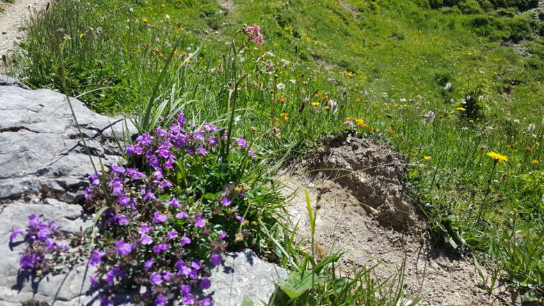 Blümchen am Wegesrand