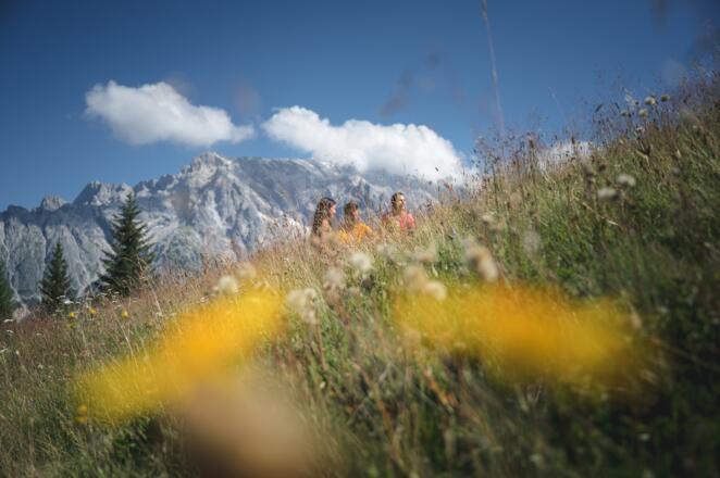 Blumenwiese mit dem Hochkönig im Hintergrund