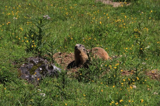 Murmeltier am Weg