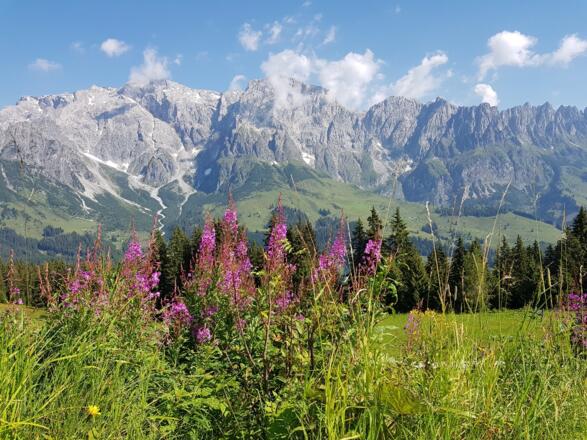 Aussicht auf den Hochkönig von der Karbachalm
