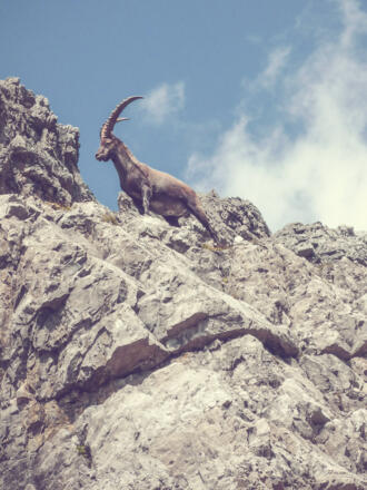 In nächster Nähe posiert der Bock