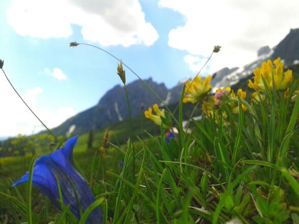 Enzian im Riedingtal