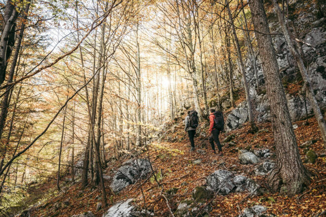 Buchenwald in den Haller Mauern
