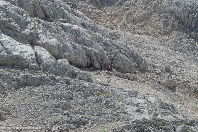 Ein Steinbock sucht seine Ruhe