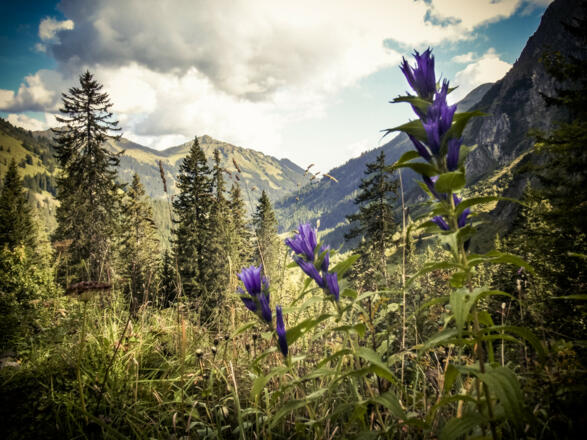 Die Flora gedeiht hier gut