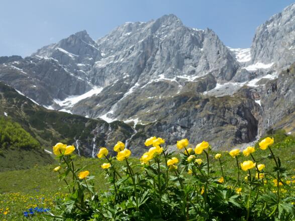 Herrliche Blumenwiese