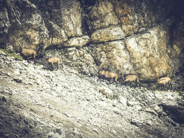Die Alpensteinböcke kommen immer näher aber stets mit Sicherheitsabstand