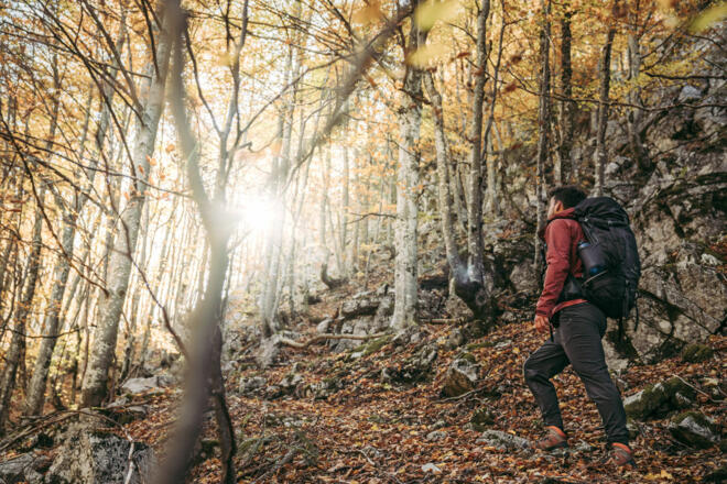 Buchenwald in den Hallermauern