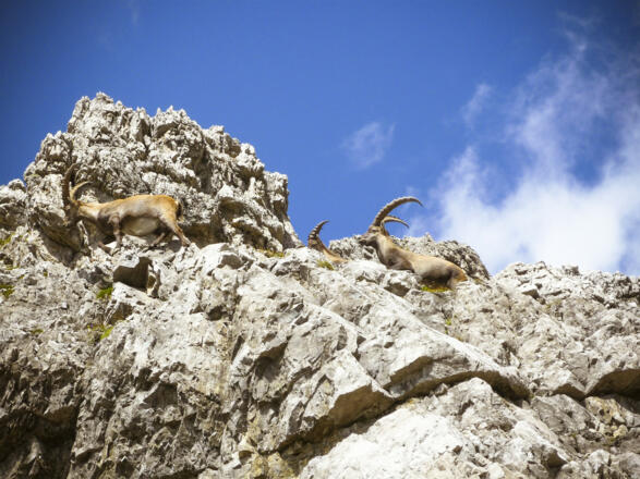 Der Strom hört nicht auf. Es kommen immer mehr.
