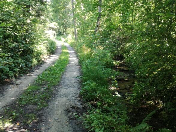 Wildromantisch den Roßbach entlang