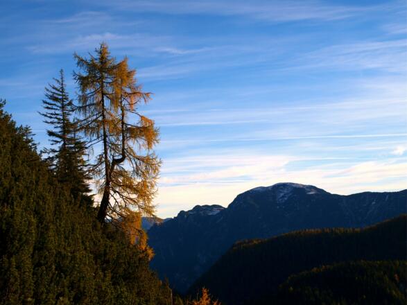 Lärche bei der Abfahrt
