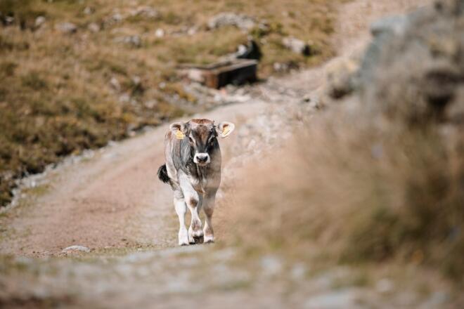 Kuh auf der Steinbergalm in Inneralpbach