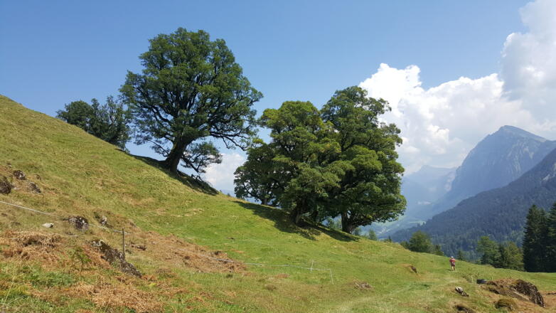 Bergahorn im Mellental