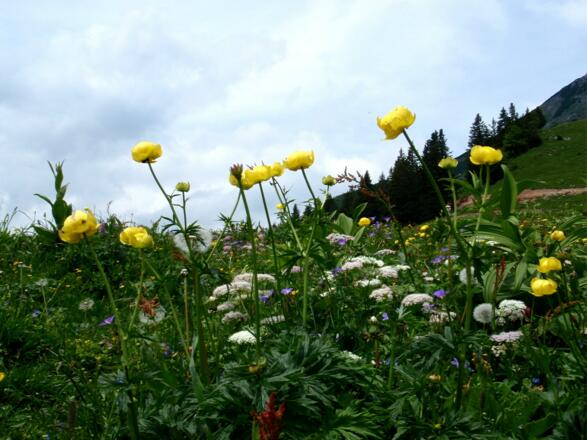 Trollblumen beim Abstieg zur Igelsfeldalm