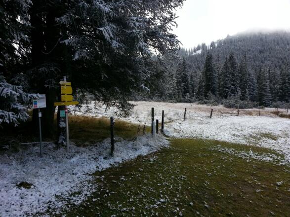 ins Wildalmmoos bei Geopfad Tafel 10