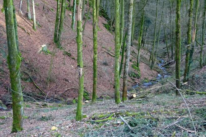 Blick in die Leithen