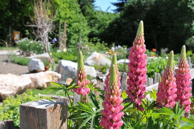 Hildegard von Bingen Garten