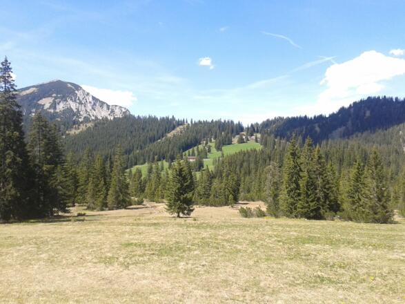 über das Wildalmmoos ...