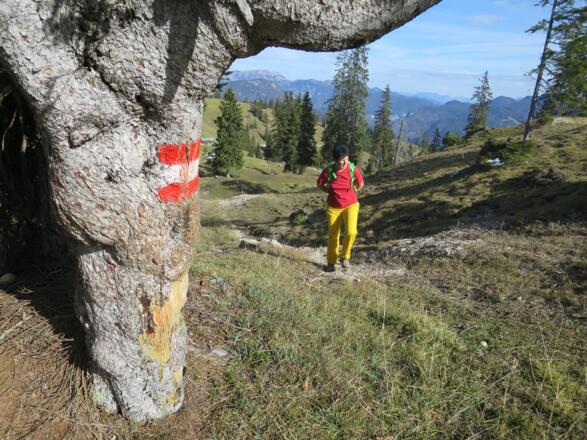 Nach der Labeggalm verlassen wir wieder die Forststraße und ...