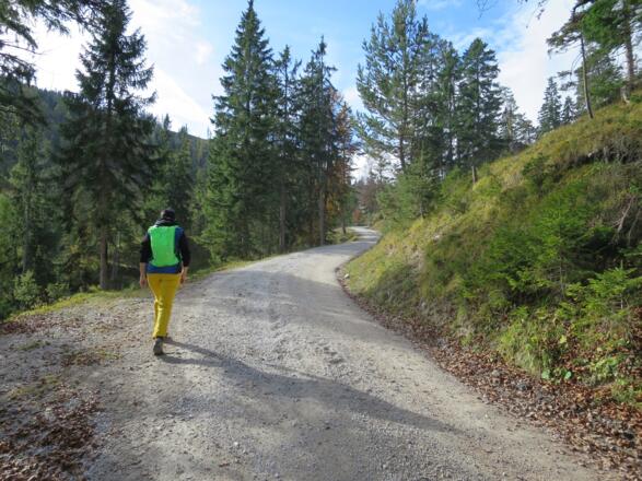 Die erste halbe Stunde folgt man der Forststraße. 