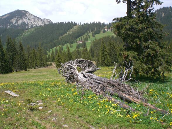 vom Wildalmfilz ist es nicht mehr weit