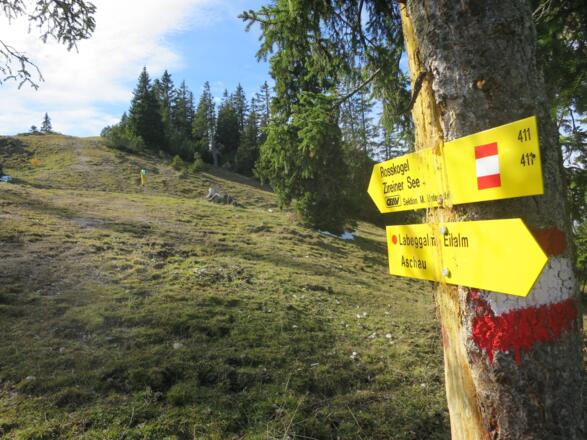 ... steigen über einen flachen, lichten Waldrücken auf.