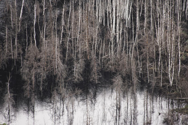 Detailaufnahme vom Mandlinger Moor vom Weg Nr. 611 auf dem Mandlberg
