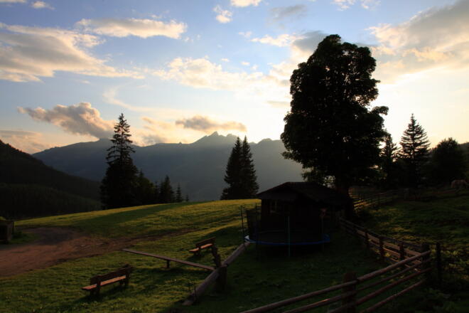 Zirbe auf der Breitenebenalm