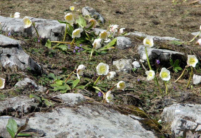 Schneerosen und Soldanellen um 1400m