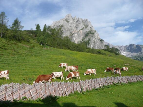 Kühe auf der Mitterfeldalm